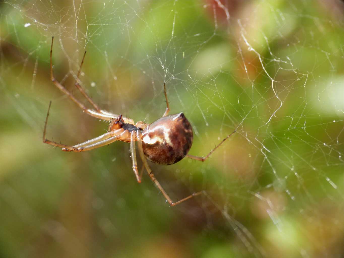 Linyphia triangularis - Villetta Barrea (AQ)